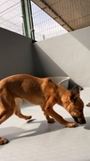 SAVANA Imagen 5